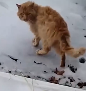 Proof That Saving An Animal’s Life Is Pure Magic_part2