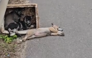 Part2.Animals Rescue #dogrescue #rescuedog #dogsofttiktok #foryoupage #foryou #dogs