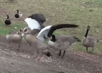 Rescued Egyptian Goose Gets Reunited With His Partner_part2