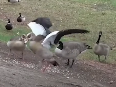 Rescued Egyptian Goose Gets Reunited With His Partner_part2
