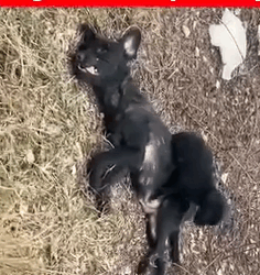 Part2.Animals Rescue #dogrescue #rescuedog #dogsofttiktok #foryoupage #foryou #dogs