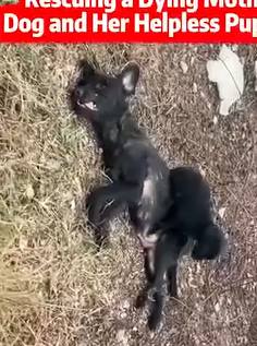 Part2.Animals Rescue #dogrescue #rescuedog #dogsofttiktok #foryoupage #foryou #dogs