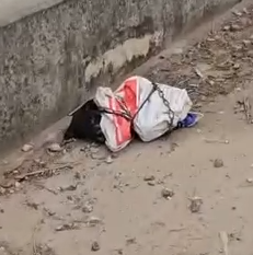 Part2.Animals Rescue #dogrescue #rescuedog #dogsofttiktok #foryoupage #foryou #dogs