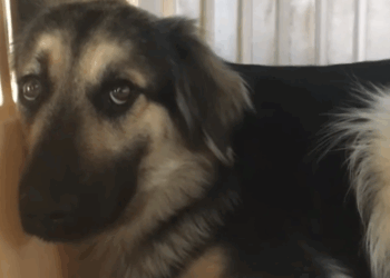 Scared Rescue Dog Slowly Falls In Love With Her New Dad._part2