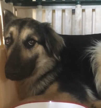 Scared Rescue Dog Slowly Falls In Love With Her New Dad._part2