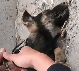 Part2.Animals Rescue #dogrescue #rescuedog #dogsofttiktok #foryoupage #foryou #dogs