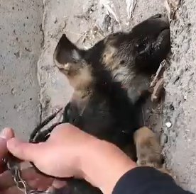 Part2.Animals Rescue #dogrescue #rescuedog #dogsofttiktok #foryoupage #foryou #dogs