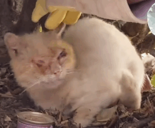 Scruffy Feral Cat Makes A Gorgeous Transformation_part2