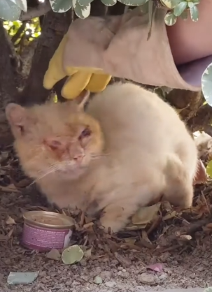 Scruffy Feral Cat Makes A Gorgeous Transformation_part2