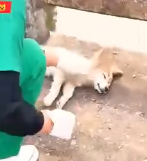 Dog was exhausted due hot weather_part2