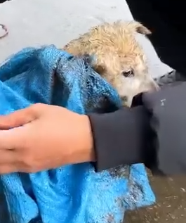 Part2.Animals Rescue #dogrescue #rescuedog #dogsofttiktok #foryoupage #foryou #dogs