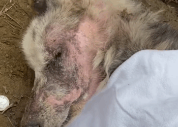 Starving Dog Nearly Gives Up Until A Miracle Happens_part2