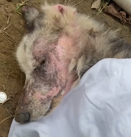 Starving Dog Nearly Gives Up Until A Miracle Happens_part2