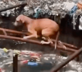 Part2.Animals Rescue #dogrescue #rescuedog #dogsofttiktok #foryoupage #foryou #dogs