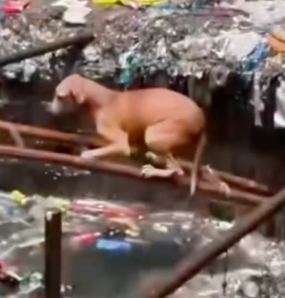 Part2.Animals Rescue #dogrescue #rescuedog #dogsofttiktok #foryoupage #foryou #dogs