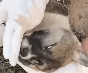 Part2.Animals Rescue #dogrescue #rescuedog #dogsofttiktok #foryoupage #foryou #dogs