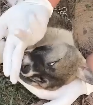 Part2.Animals Rescue #dogrescue #rescuedog #dogsofttiktok #foryoupage #foryou #dogs