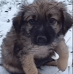 Part2.Animals Rescue #dogrescue #rescuedog #dogsofttiktok #foryoupage #foryou #dogs