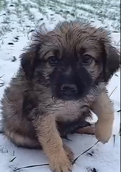 Part2.Animals Rescue #dogrescue #rescuedog #dogsofttiktok #foryoupage #foryou #dogs