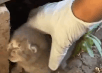 Tiny Abandoned Kitten Gets Spoiled By His New Dad_part2