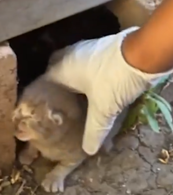 Tiny Abandoned Kitten Gets Spoiled By His New Dad_part2