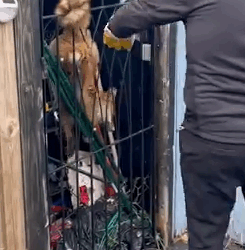 Rescue animals #rescue #animal #dog #doglife #animalrescue #Fox_part2