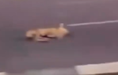 Part2.Animals Rescue #dogrescue #rescuedog #dogsofttiktok #foryoupage #foryou #dogs