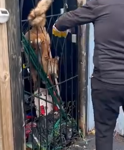 Rescue animals #rescue #animal #dog #doglife #animalrescue #Fox_part2