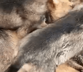 Part2.Animals Rescue #dogrescue #rescuedog #dogsofttiktok #foryoupage #foryou #dogs