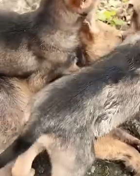 Part2.Animals Rescue #dogrescue #rescuedog #dogsofttiktok #foryoupage #foryou #dogs