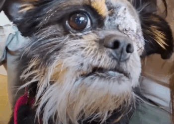 Tiny Rescue Dog Loves Watching 101 Dalmatians with Mom_part2