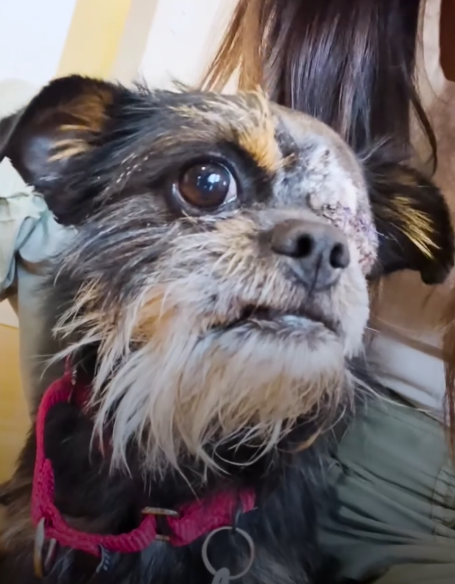 Tiny Rescue Dog Loves Watching 101 Dalmatians with Mom_part2