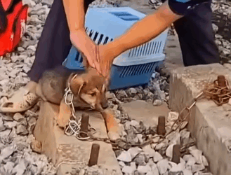 Rescue this poor puppy on trash #DogLover #rescuedog #straydogs_part2