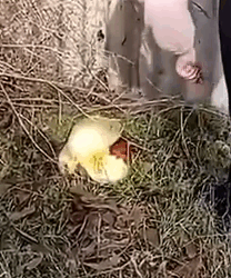 Part2.Animals Rescue #dogrescue #rescuedog #dogsofttiktok #foryoupage #foryou #dogs