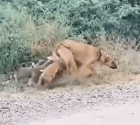 This Story will break your heart __puppyrescue _straydog _dogrescue #dog #resccue #dogrescue_part2