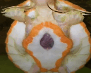 Turtle With Exposed Heart Has Gotten So Big_part2