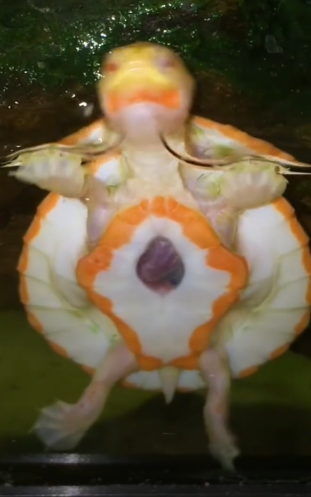Turtle With Exposed Heart Has Gotten So Big_part2