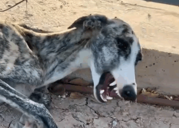 Part2.Animals Rescue #dogrescue #rescuedog #dogsofttiktok #foryoupage #foryou #dogs