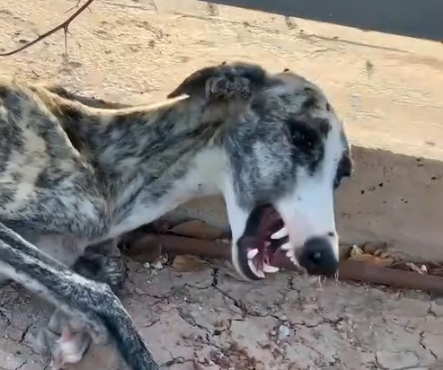 Part2.Animals Rescue #dogrescue #rescuedog #dogsofttiktok #foryoupage #foryou #dogs