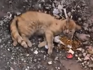 Part2.Animals Rescue #dogrescue #rescuedog #dogsofttiktok #foryoupage #foryou #dogs