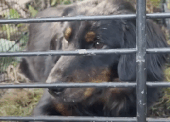 Woman Finds Lost Dog In The Woods And Reunites Her With Her Mom_part2