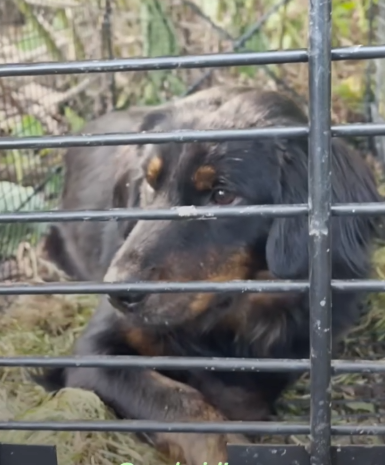 Woman Finds Lost Dog In The Woods And Reunites Her With Her Mom_part2