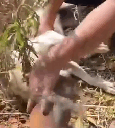 Part2.Animals Rescue #dogrescue #rescuedog #dogsofttiktok #foryoupage #foryou #dogs