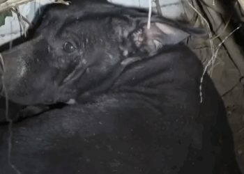 Mama Dog Tries To Tell Rescuers Something Is Wrong_part2