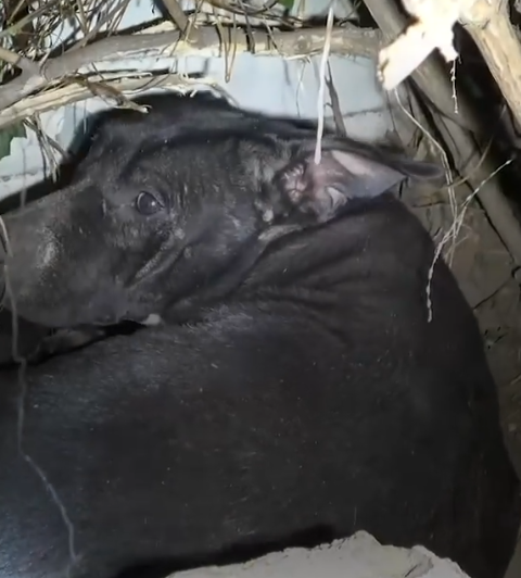 Mama Dog Tries To Tell Rescuers Something Is Wrong_part2