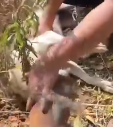 Part2.Animals Rescue #dogrescue #rescuedog #dogsofttiktok #foryoupage #foryou #dogs