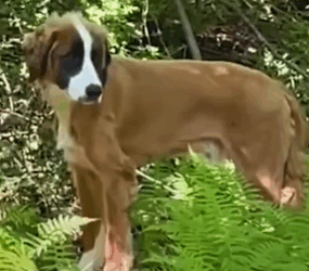 Abandoned Dog Plants Himself In Front Of A New Friend’s House_part2