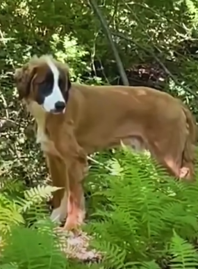 Abandoned Dog Plants Himself In Front Of A New Friend’s House_part2