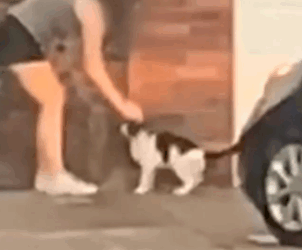 Woman Watches Her Neighbors Abandon Their Cat_part2