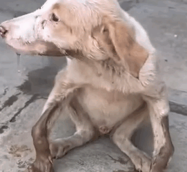 Part2.Animals Rescue #dogrescue #rescuedog #dogsofttiktok #foryoupage #foryou #dogs